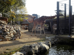 Reticulated Giraffes, Grévy`s Zebras and Greater Kudu at the Royal Artis Zoo