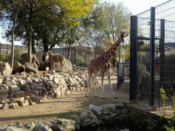 Reticulated Giraffe, Grévy`s Zebras and Greater Kudus at the Royal Artis Zoo