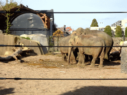 Asian Elephants at the Royal Artis Zoo