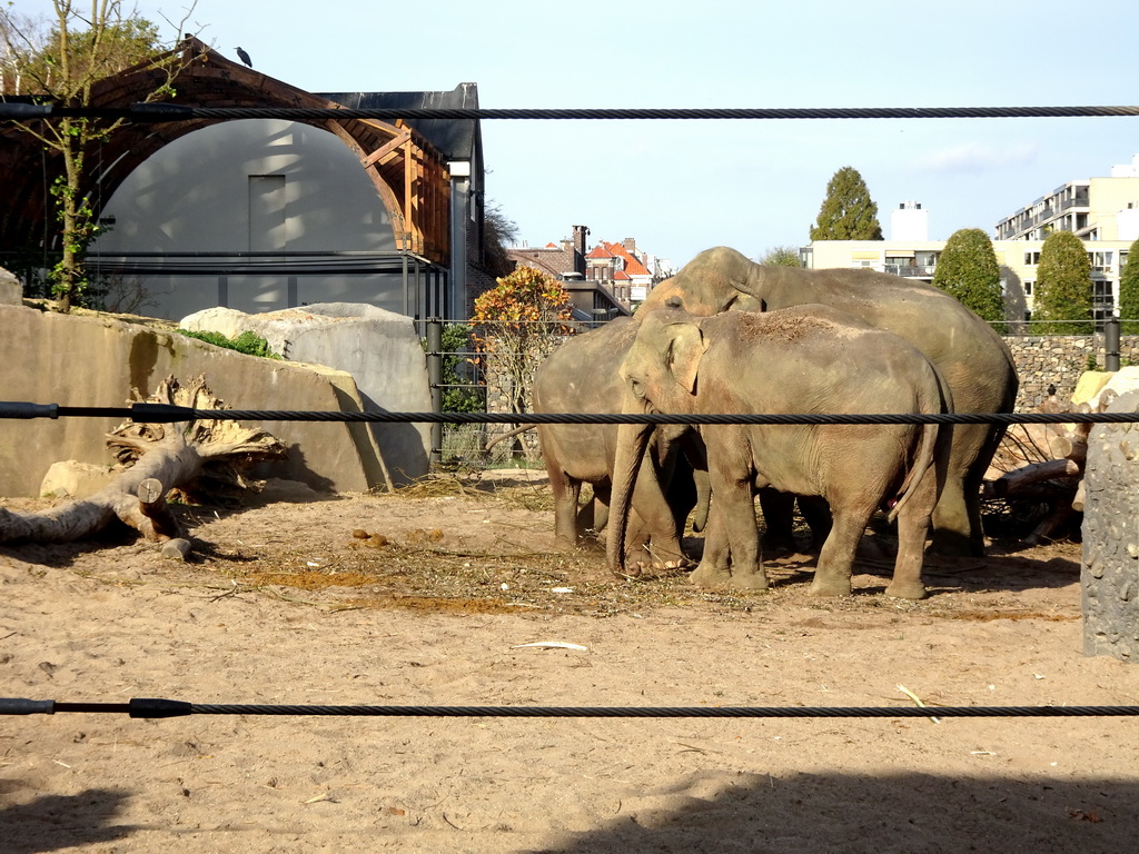 Asian Elephants at the Royal Artis Zoo