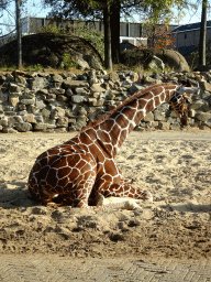 Reticulated Giraffe at the Royal Artis Zoo
