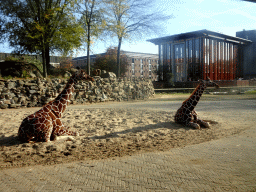 Reticulated Giraffes at the Royal Artis Zoo