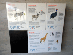 Explanation on the Grévy`s Zebra, Greater Kudu, Helmeted Guineafowl and Reticulated Giraffe at the Royal Artis Zoo