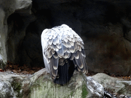 Griffon Vulture at the Royal Artis Zoo