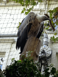 Griffon Vulture at the Royal Artis Zoo