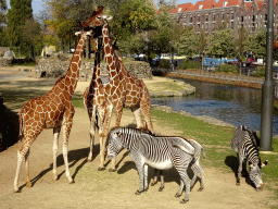 Reticulated Giraffes and Grévy`s Zebras at the Royal Artis Zoo