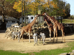 Reticulated Giraffes and Grévy`s Zebras at the Royal Artis Zoo