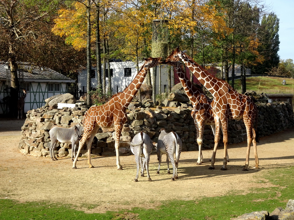 Reticulated Giraffes and Grévy`s Zebras at the Royal Artis Zoo