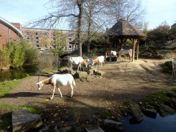 Scimitar-horned Oryxes at the Royal Artis Zoo