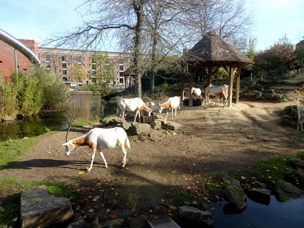 Scimitar-horned Oryxes at the Royal Artis Zoo