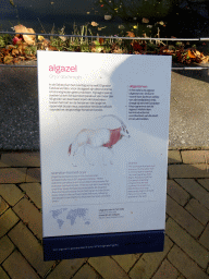 Explanation on the Scimitar-horned Oryx at the Royal Artis Zoo