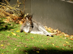 Red-necked Wallaby at the Royal Artis Zoo