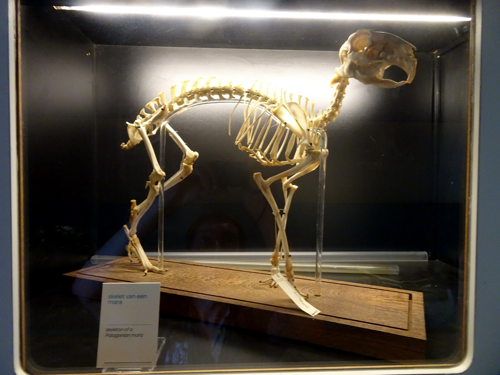 Skeleton of a Patagonian Mara at the Royal Artis Zoo, with explanation