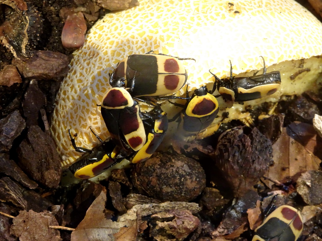 Beetles at the Insectarium at the Royal Artis Zoo