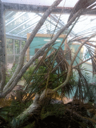 Giant Vietnamese Walkingstick at the Insectarium at the Royal Artis Zoo