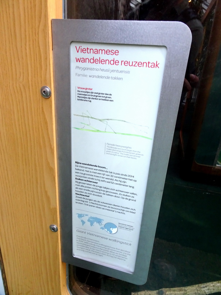 Explanation on the Giant Vietnamese Walkingstick at the Insectarium at the Royal Artis Zoo