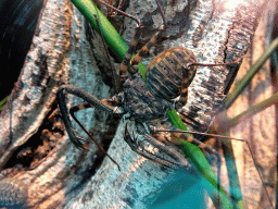 Giant Banded Tailless Whip Scorpion at the Insectarium at the Royal Artis Zoo