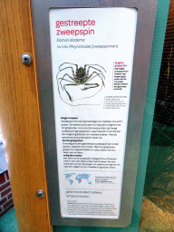 Explanation on the Giant Banded Tailless Whip Scorpion at the Insectarium at the Royal Artis Zoo