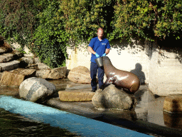 Zookeeper feeding a California Sea Lion at the Royal Artis Zoo