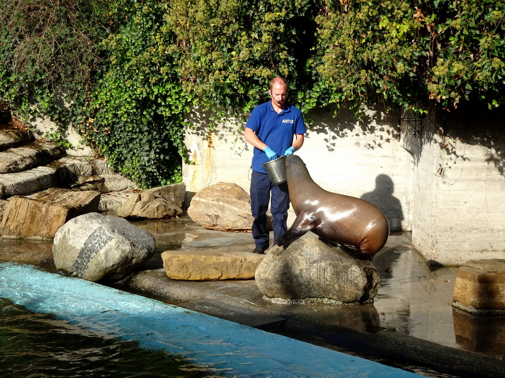 Zookeeper feeding a California Sea Lion at the Royal Artis Zoo