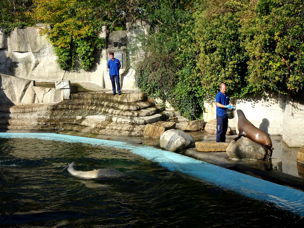 Zookeepers feeding California Sea Lions at the Royal Artis Zoo