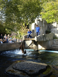 Zookeepers feeding California Sea Lions at the Royal Artis Zoo