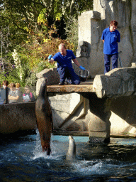 Zookeepers feeding California Sea Lions at the Royal Artis Zoo