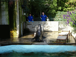 Zookeepers feeding a California Sea Lion at the Royal Artis Zoo