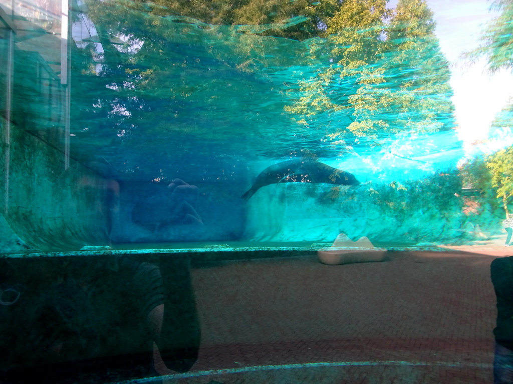 California Sea Lion under water at the Royal Artis Zoo