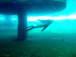 California Sea Lion under water at the Royal Artis Zoo