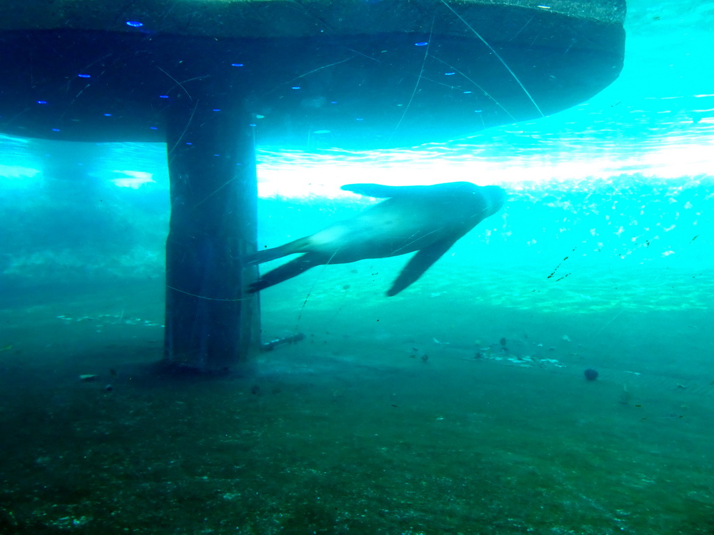 California Sea Lion under water at the Royal Artis Zoo