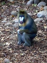Mandrill at the Royal Artis Zoo