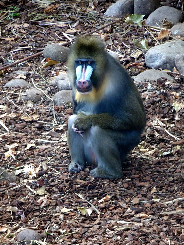 Mandrill at the Royal Artis Zoo