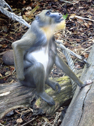 Mandrill at the Royal Artis Zoo