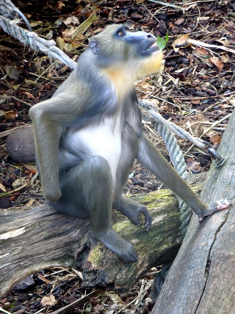 Mandrill at the Royal Artis Zoo