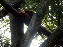 Red Panda at the Royal Artis Zoo