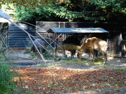 Ostriches and a Nilgai at the Royal Artis Zoo