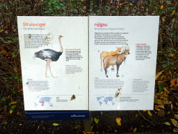 Explanation on the Ostrich and Nilgai at the Royal Artis Zoo