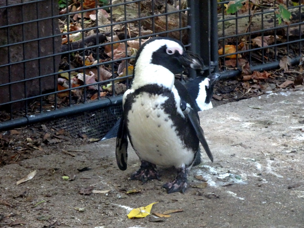 African Penguins at the Royal Artis Zoo