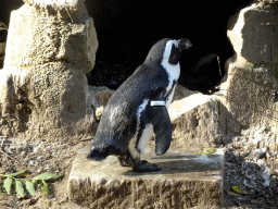 African Penguin at the Royal Artis Zoo