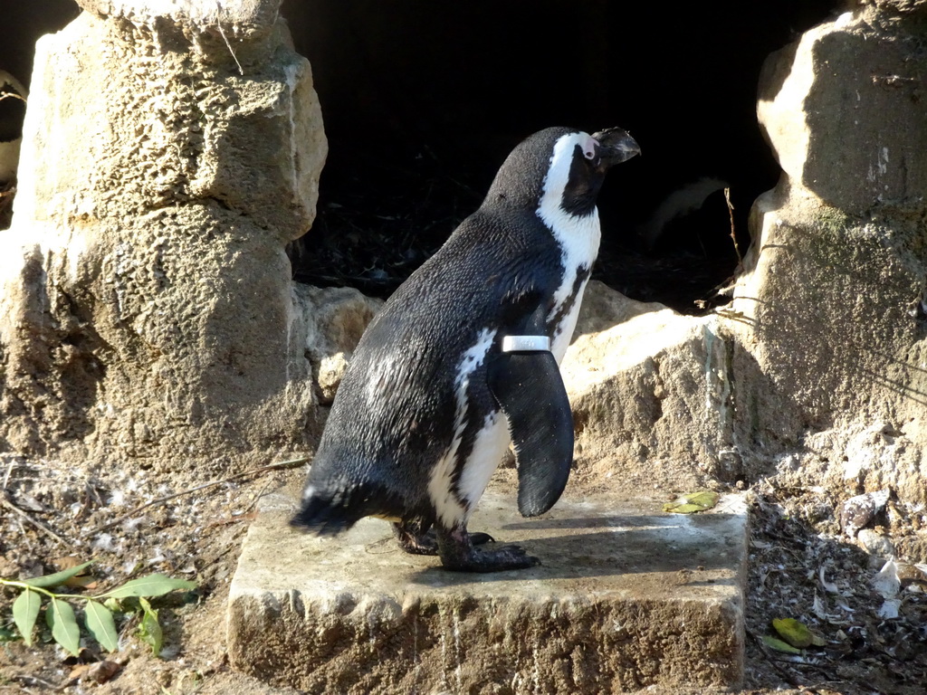 African Penguin at the Royal Artis Zoo