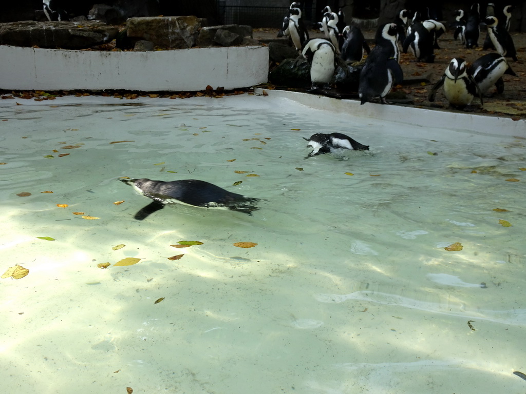 African Penguins at the Royal Artis Zoo