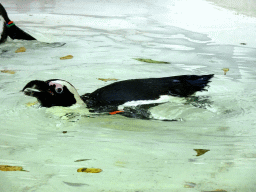 African Penguin at the Royal Artis Zoo