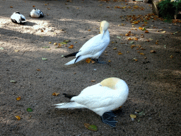 Northern Gannets and Common Eiders at the Royal Artis Zoo