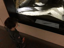 Max with a West African Lungfish at the Lower Floor of the Aquarium at the Royal Artis Zoo, with explanation