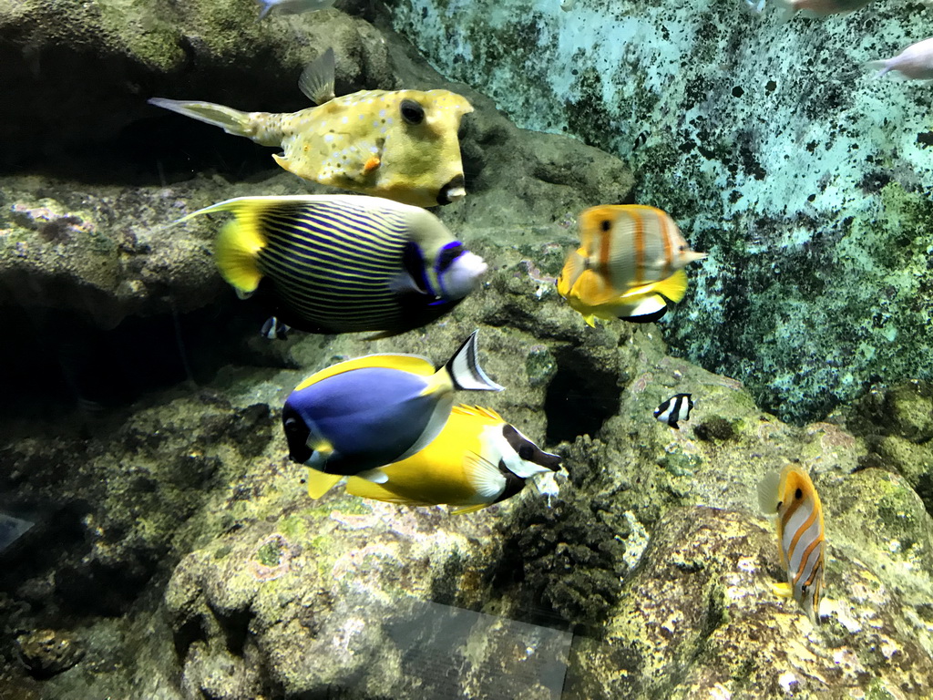 Fish and coral at the Lower Floor of the Aquarium at the Royal Artis Zoo