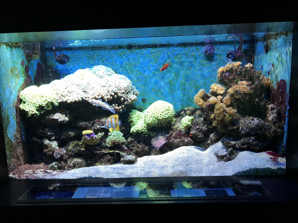 Fish and coral at the Lower Floor of the Aquarium at the Royal Artis Zoo