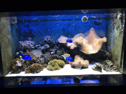 Blue Tangs, other fish and coral at the Lower Floor of the Aquarium at the Royal Artis Zoo