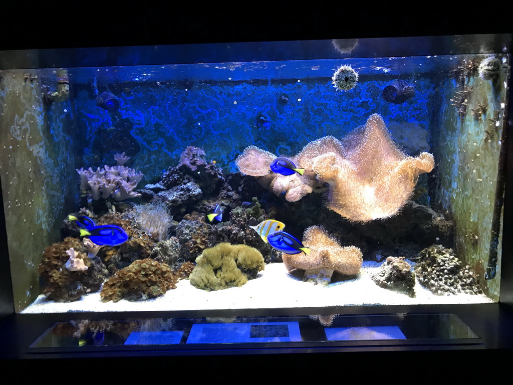 Blue Tangs, other fish and coral at the Lower Floor of the Aquarium at the Royal Artis Zoo