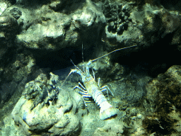Spiny Lobster at the Lower Floor of the Aquarium at the Royal Artis Zoo